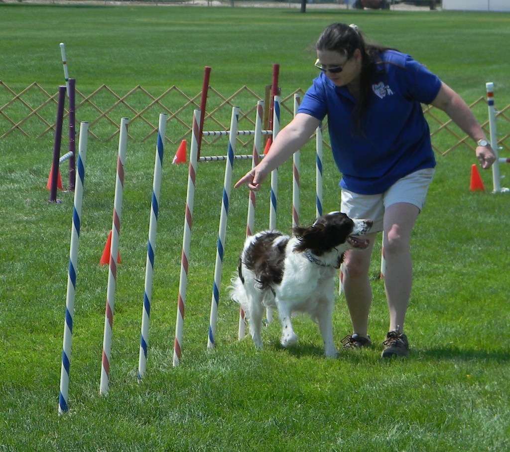 puppy obstacle course dscn2040 blind bat news puppy obstacle course dscn2040 blind bat news