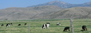 Cattle ranching is the number one agricultural endeavor in idaho, not potato growing! 