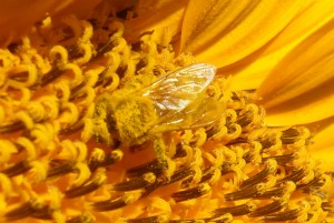 A pollen encrusted bee on a sunflower in Chubbuck, Idaho.