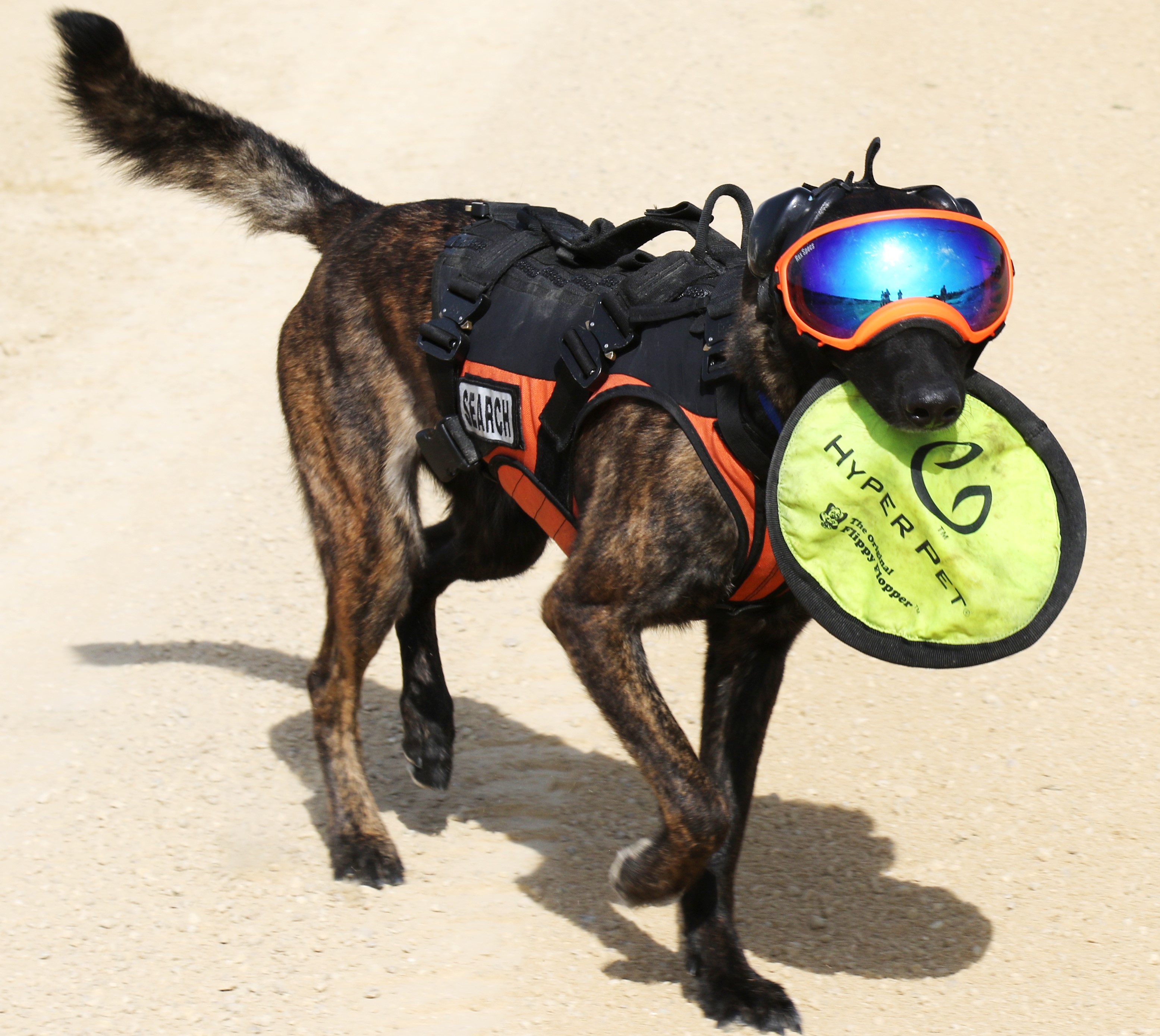 Rescuing dogs, and dogs who’ll rescue you! Blind Bat News