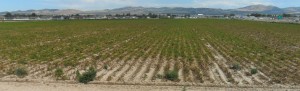 Farm field on the west side of Chubbuck.  About 4 weeks ago these spuds were full and green.