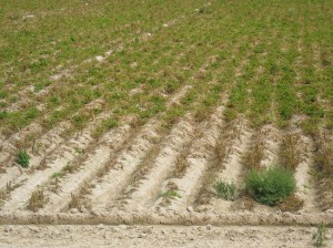 Check out the devastation. Back in July the potato plants were more than 2 feet tall, now they're dead!   Late blight killed off the large fields in only a few weeks time. 