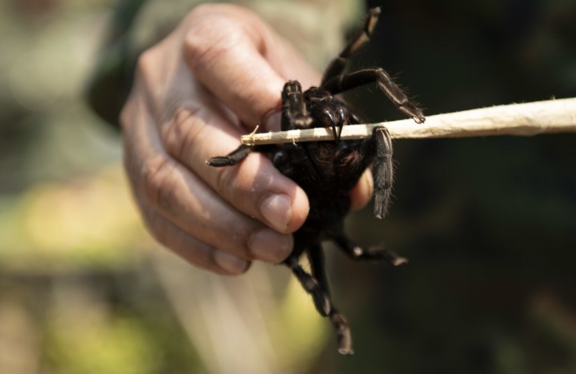 Survive by eating giant Spiders? Pacific Ring of Fire, 0107 March