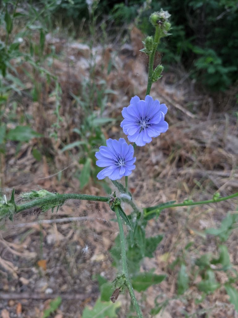 Chicory ©Satoita