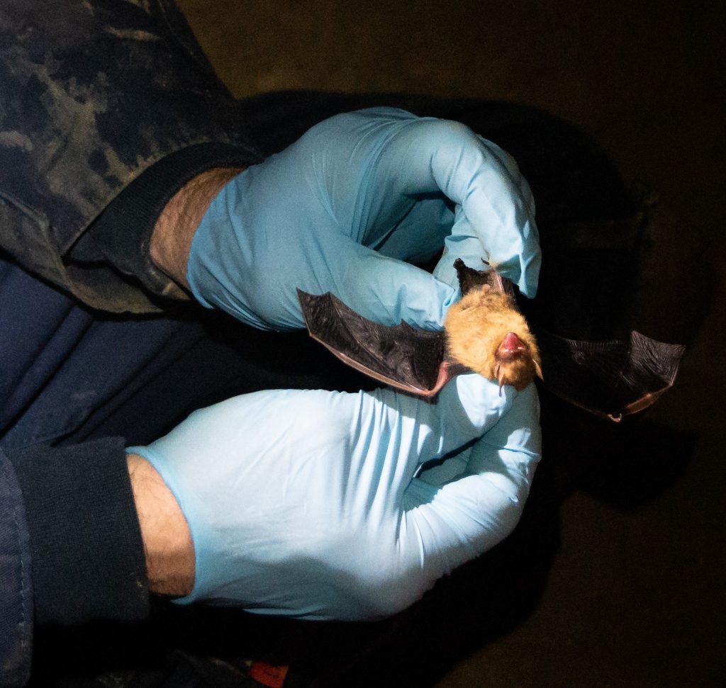 Operation Jupiter/Food Crisis Why is the U.S. military so intent on